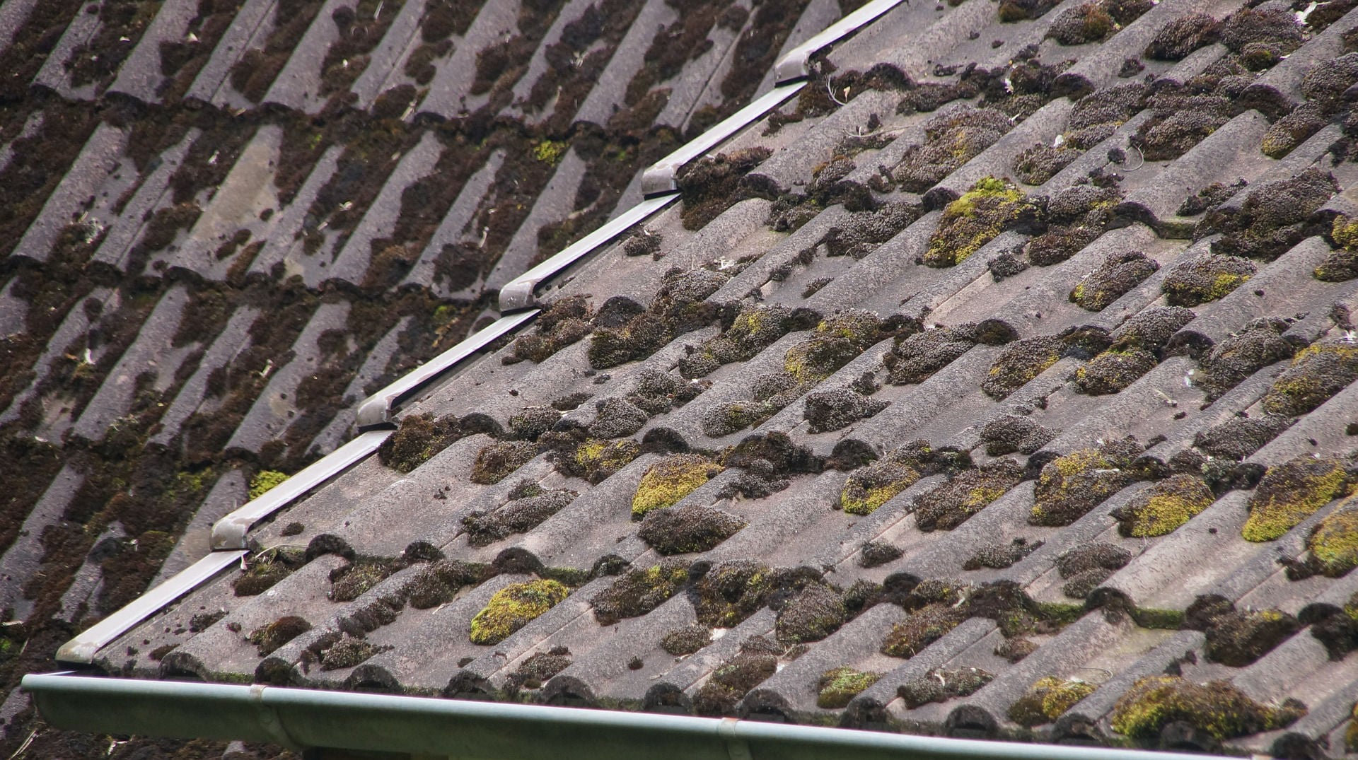 Moos wächst auf dem Dach an schattigen feuchten Stellen besonders gut